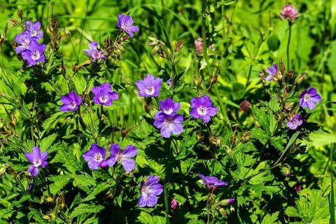 Meadow cranesbill (Geranium pratense), also known as blue cranesbill, Oberstdorf, OberallgÃ¤u,