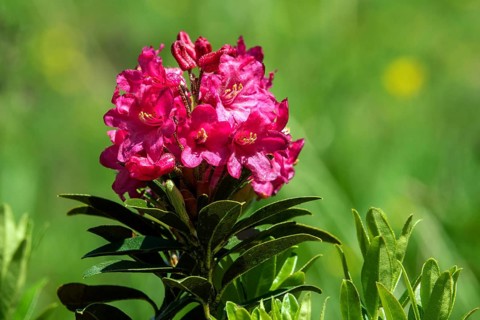 Rusty-leaved alpenrose (Rhododendron ferrugineum), also known as rusty red alpine rose or rusty red