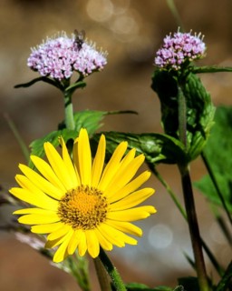 Doronicum pardalianches (Doronicum pardalianches), Oberstdorf, OberallgÃ¤u, AllgÃ¤u, Bavaria,