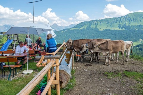 Cattle on the terrace of the Osterberg Alpe, between Tiefenbach and Riezlern, OberallgÃ¤u, AllgÃ¤u,