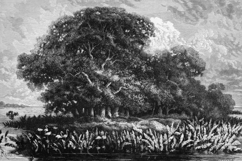 Tropical rainforest in the Amazon basin, river landscape, aquatic plants, trees, Brazil, South