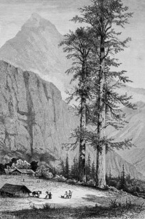 Giant spruce trees in California, mountain landscape, Rocky Mountains, wooden huts, horse,
