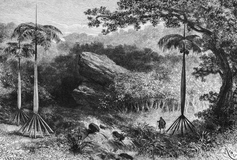 Hiker through tropical vegetation with cabbage palms (Euterpe oleracea), Peruvian Andes, Flsen,