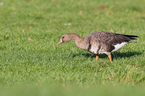 White-fronted goose (Anser albifrons), grazing, feeding in the wintering area in a meadow,