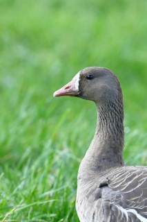 White-fronted goose (Anser albifrons), standing in a meadow in the wintering area, animal portrait,