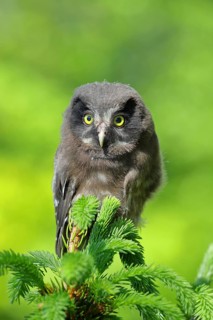 Great horned owl (Aegolius funereus), young bird sitting on the top of a spruce, European spruce
