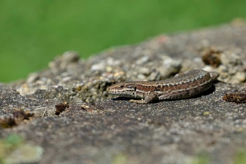 Wall lizard (Podarcis muralis), European wall lizard, in a vineyard, portrait, reptiles, animals,