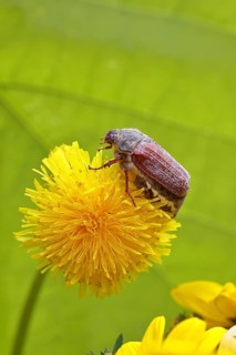Cockchafer, field cockchafer (Melolontha melolontha), female on a dandelion (Taraxacum) flower,