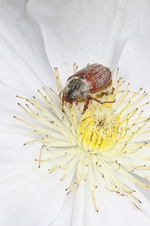 Cockchafer, field cockchafer (Melolontha melolontha), female on a clematis flower, Wilnsdorf, North