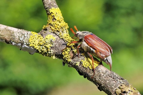 May beetle, wood cockchafer (Melolontha hippocastani), male, on a branch overgrown with lichen,