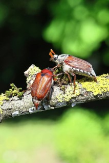 May beetle, wood cockchafer (Melolontha hippocastani), male and female, on a lichen-covered branch,