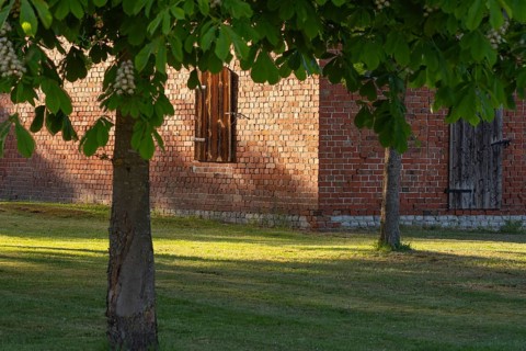 View through two chestnut trees to a part of a barn, Böhme, Heidekreis, Rethem Aller, Leine Aller