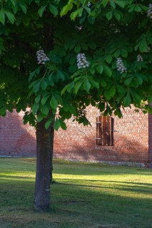 View through a chestnut tree to a part of a barn, Böhme, Heidekreis, Rethem Aller, Leine Aller Tal,
