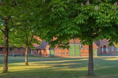 View through chestnut trees to a farm, Böhme, Heidekreis, Rethem Aller, Leine Aller Tal, Lower