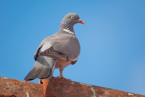 A wood pigeon (Columba palumbus) sitting on the roof ridge of a house, animal photo, bird, bird