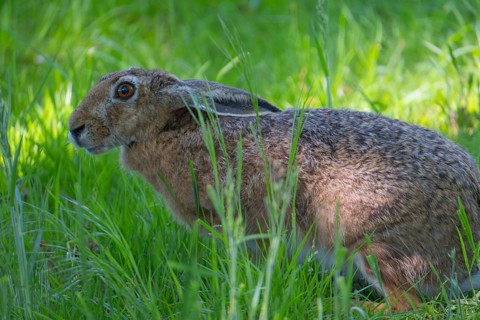 A hare (Lepus europaeus) sits slightly crouched in the grass, animal photo, nature photo, wildlife,