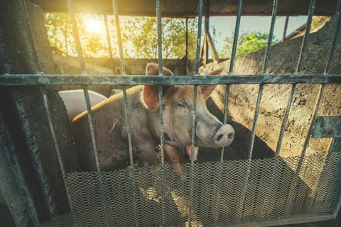 Portrait of a beautiful caged pig in a home farm