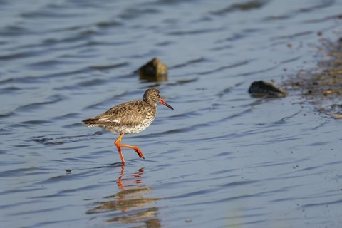 Redshank (Tringa totanus), Texel, West Frisian Islands, province of North Holland, Netherlands