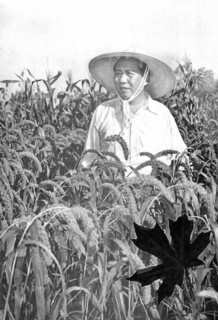 Mao Zedong or Mao Tse-tung, wheat field work agriculture agribusiness, ca. 1950s