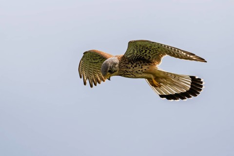 Common Kestrel, Falco tinnunculus, bird in flight
