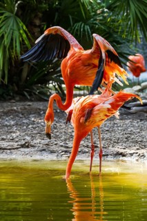 American flamingo, Phoenicopterus ruber, pair of birds during copulation