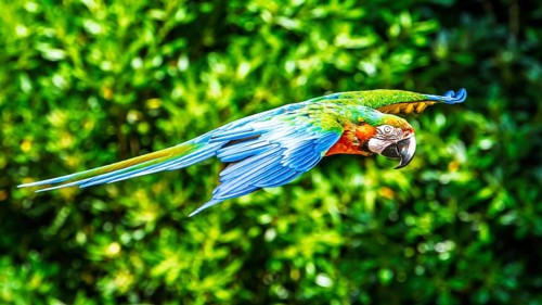 Blue-and-yellow macaw, Ara ararauna, bird in flight