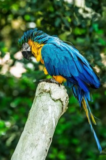 Blue-and-yellow macaw, Ara ararauna, bird in flight