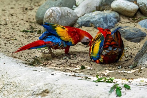 Scarlet macaw, Ara macao