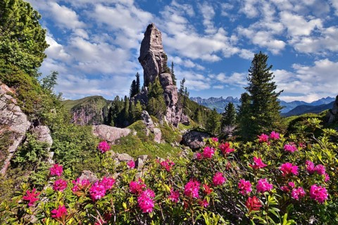Alpine roses in bloom (Rhododendron ferrugineum), with a striking rocky outcrop behind, in the Murg