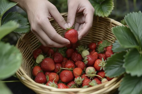 Woman's hands placing fresh strawberries into a basket. Concept for harvest, organic farming, and