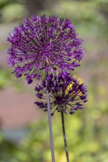 Ornamental leek (Allium sp.), inflorescence, MÃ¼nsterland, North Rhine-Westphalia, Germany