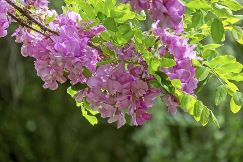 Robinia hispida (Robinia hispida), flowering, MÃ¼nsterland, North Rhine-Westphalia, Germany