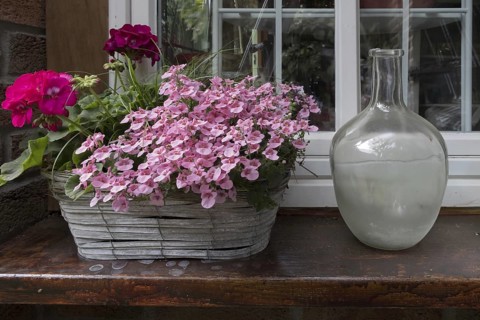 Floral decoration with elfin spurge (Diascia barberae) and geranium, North Rhine-Westphalia,
