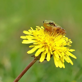 European tree frog (Hyla arborea) sitting on a yellow dandelion flower (TarÃ¡xacum), close-up, Lake