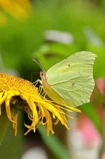 Lemon butterfly (Gonepteryx rhamny) on a yellow flower of a Great Telekie (Telekia speciosa),