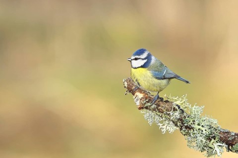 Blue tit (Parus caeruleus), sitting on a branch overgrown with reindeer lichen (Cladonia