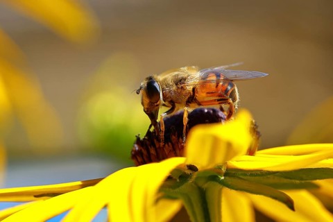 Dung bee (Eristalis tenax) on yellow coneflower (Echinacea paradoxa), Wilden, North