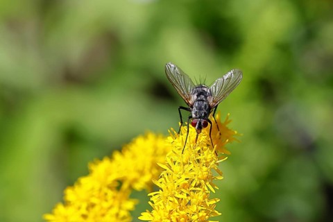 Sarcophaga carnaria (Sarcophaga carnaria), on a yellow goldenrod (Solidago) flower, Wilden, North