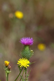Flower of a field thistle (Cirsium arvense), in a vineyard, close-up, Moselle valley, Cochem,