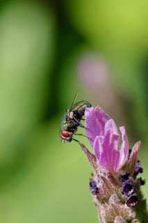 Golden fly (Lucilia caesar) on a flower of Common lavender (Lavandula angustifolia), close-up,