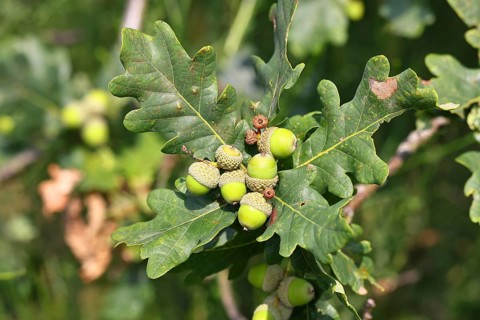 Acorns and leaves of sessile oak (Quercus sessiliflora), Wilnsdorf, North Rhine-Westphalia, Germany