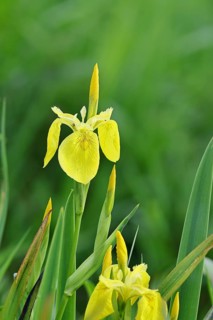 Marsh iris (Iris pseudacorus), yellow flower in a pond, Wilnsdorf, North Rhine-Westphalia, Germany