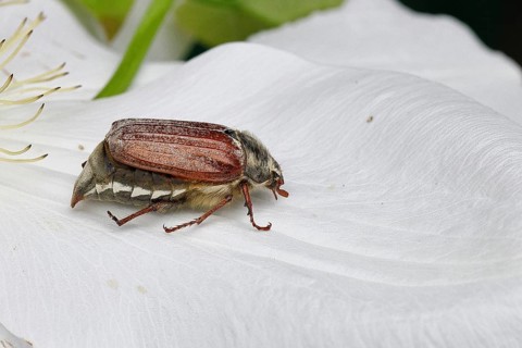 Cockchafer, field cockchafer (Melolontha melolontha), female on a clematis flower, Wilnsdorf, North