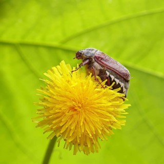 Cockchafer, field cockchafer (Melolontha melolontha), female on a dandelion (Taraxacum) flower,