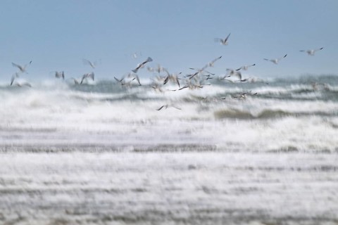 Herring gulls (Larus argentatus) in flight over the surf looking for starfish, wipe image, long