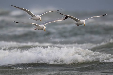 Herring gulls (Larus argentatus) in flight over the surf looking for starfish, Hvide Sande, North