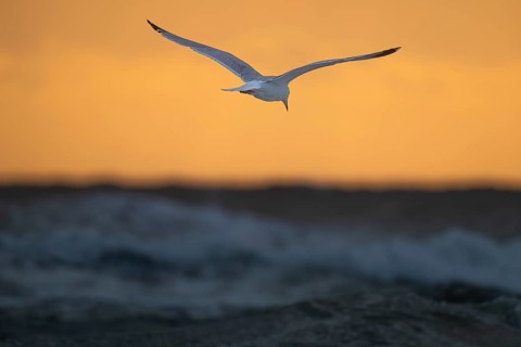Herring gull (Larus argentatus) in flight over the surf looking for starfish, evening mood, Hvide
