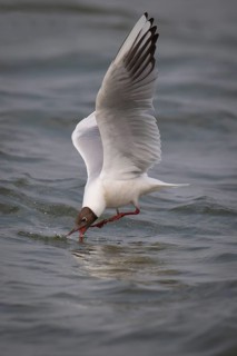 Black-headed gull (Chroicocephalus ridibundus) in summer plumage, flying above the sea surface,