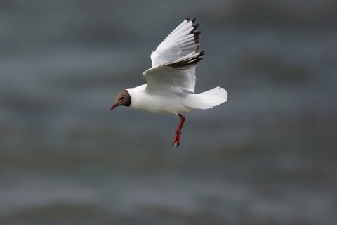 Black-headed gull (Chroicocephalus ridibundus) in summer plumage, in flight above the sea surface