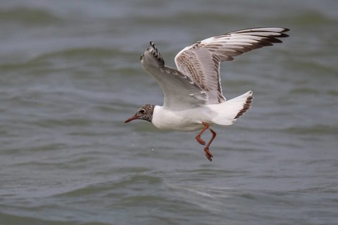 One-year-old black-headed gull (Chroicocephalus ridibundus) in summer plumage, flying over the sea